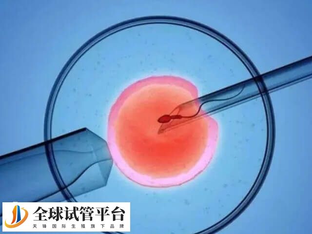 在原发性不育症的人群中男性占30%到40%