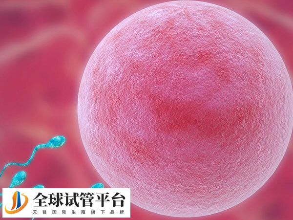 50岁供卵试管婴儿移植成功率不高