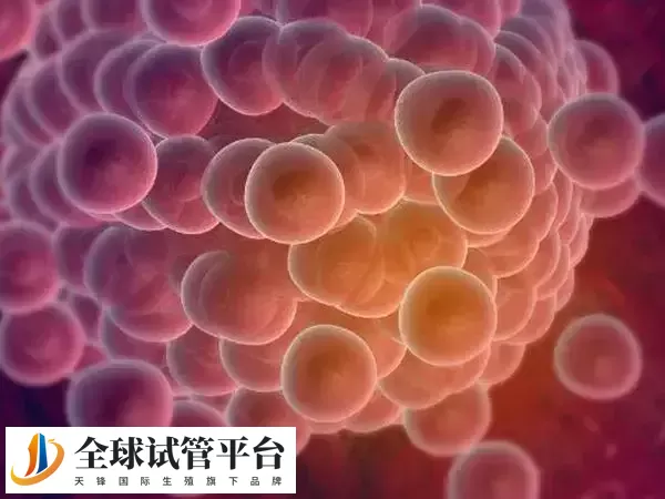 取卵不是取得越多越好