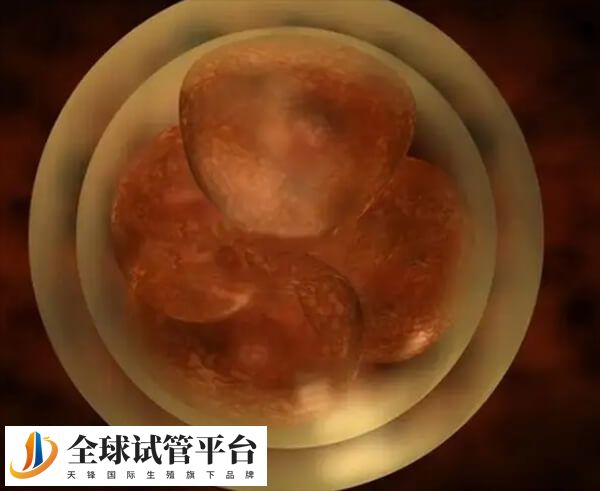 肥胖会影响卵子质量