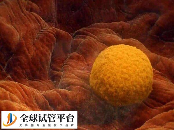 熬夜影响到卵子的质量