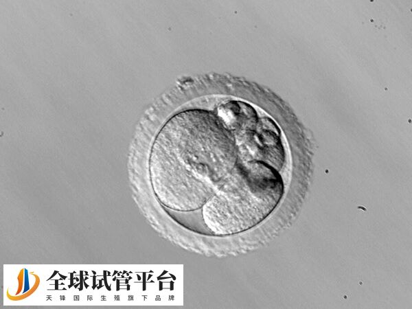 胚胎碎片率高会影响种植率