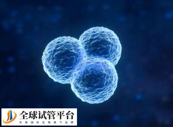 促排卵可一次分泌两个或多个卵子