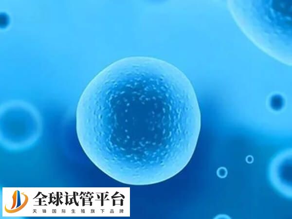 日照有做供卵试管的医院吗？一颗卵子多少钱？