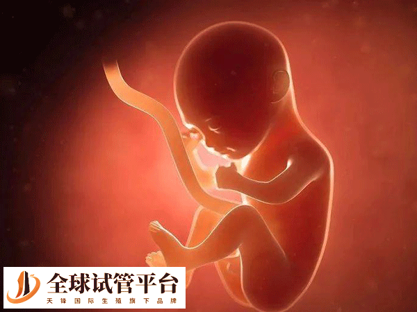 胚胎结果的时间由胚胎质量决定