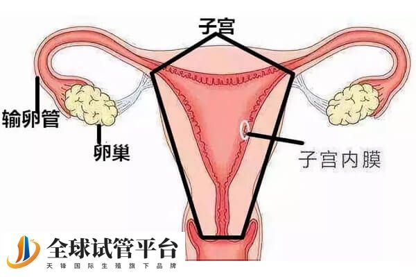卵巢功能衰退的表现
