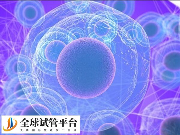 卵子成熟度差会导致受精失败