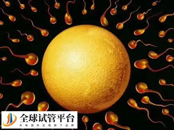 长沙做供卵三代试管婴儿多少钱