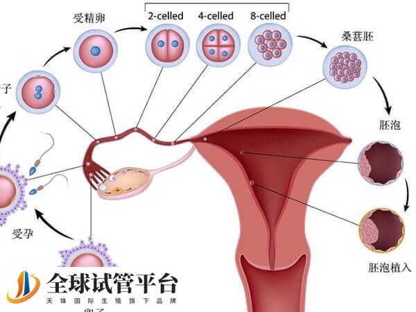 黄体功能不足导致着床困难