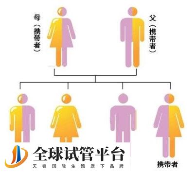 地中海贫血的遗传规律