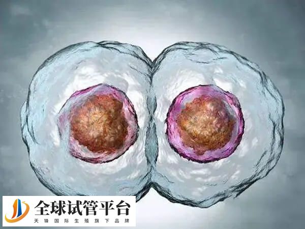 单独3bc囊胚就有20%-30%的移植成功率