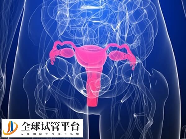 试管移植前宫腔灌注有什么好处